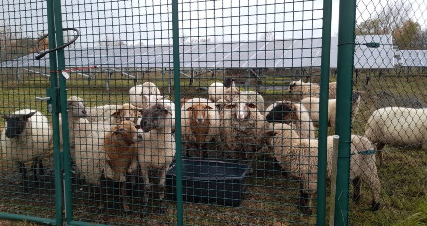 Schafe hinter einen Zaun, im Hintergrund Freiflächensolaranlagen
