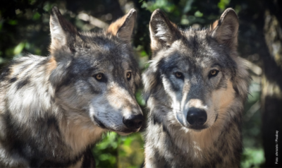 Das Foto zeigt zwei Wölfe.
