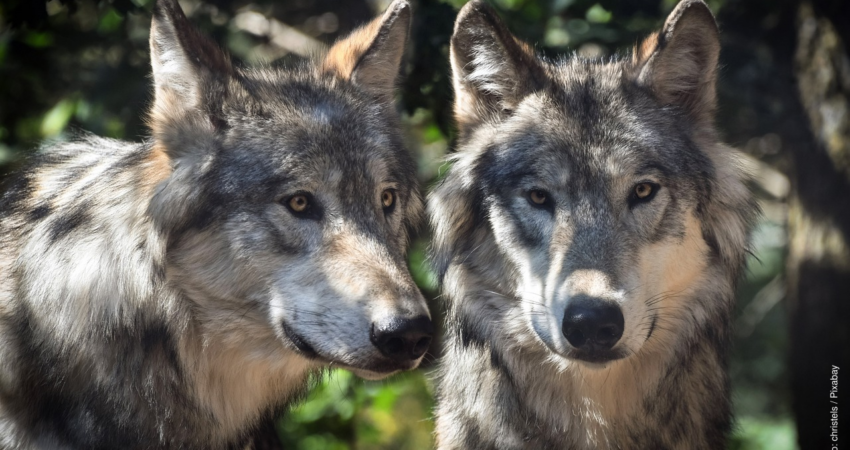 Das Foto zeigt zwei Wölfe.